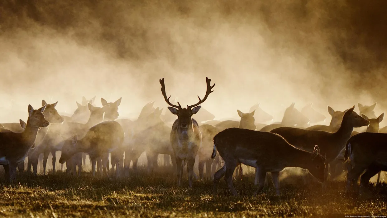 image preview(placeholder)