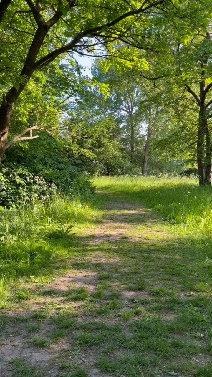 Cómo practicar el baño de bosque y qué beneficios tiene para el cuerpo