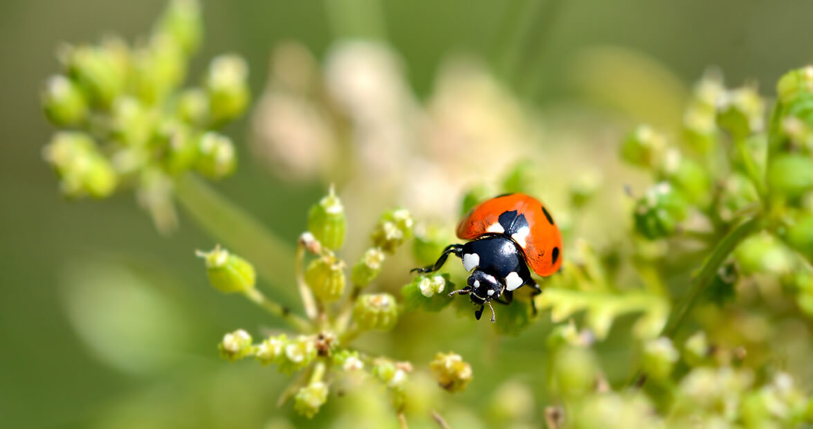 Recetas caseras con ortiga y ajo para proteger el jardín de plagas
