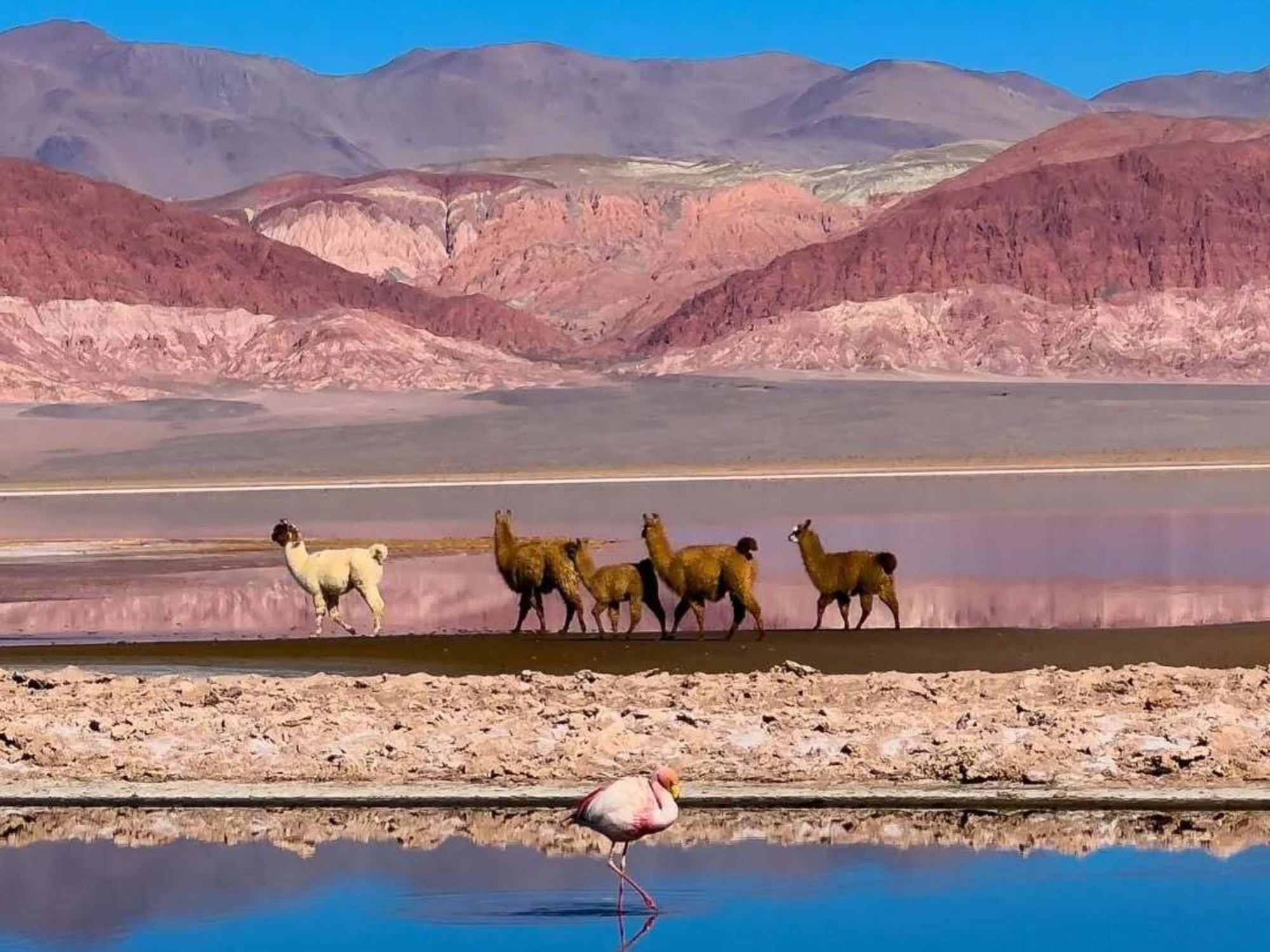 Un cráter convertido en paraíso: la increíble isla de flamencos en Catamarca